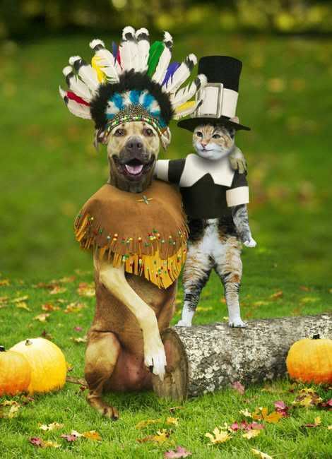 Dressed up cats and dogs